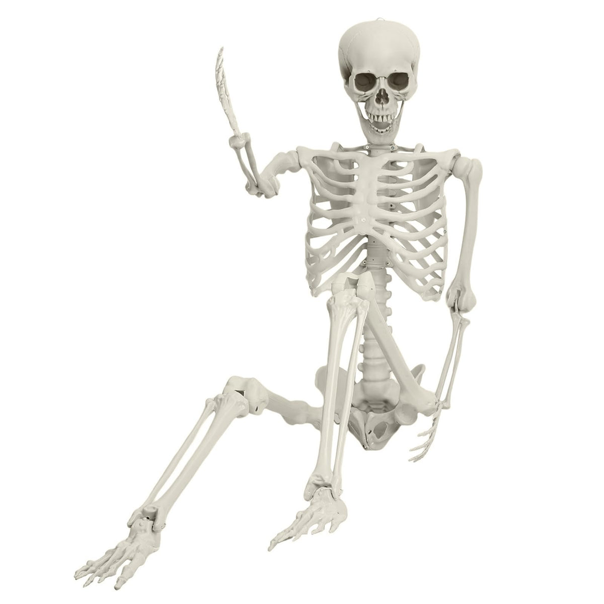 Full Size Movable Posable Skeleton Q13089