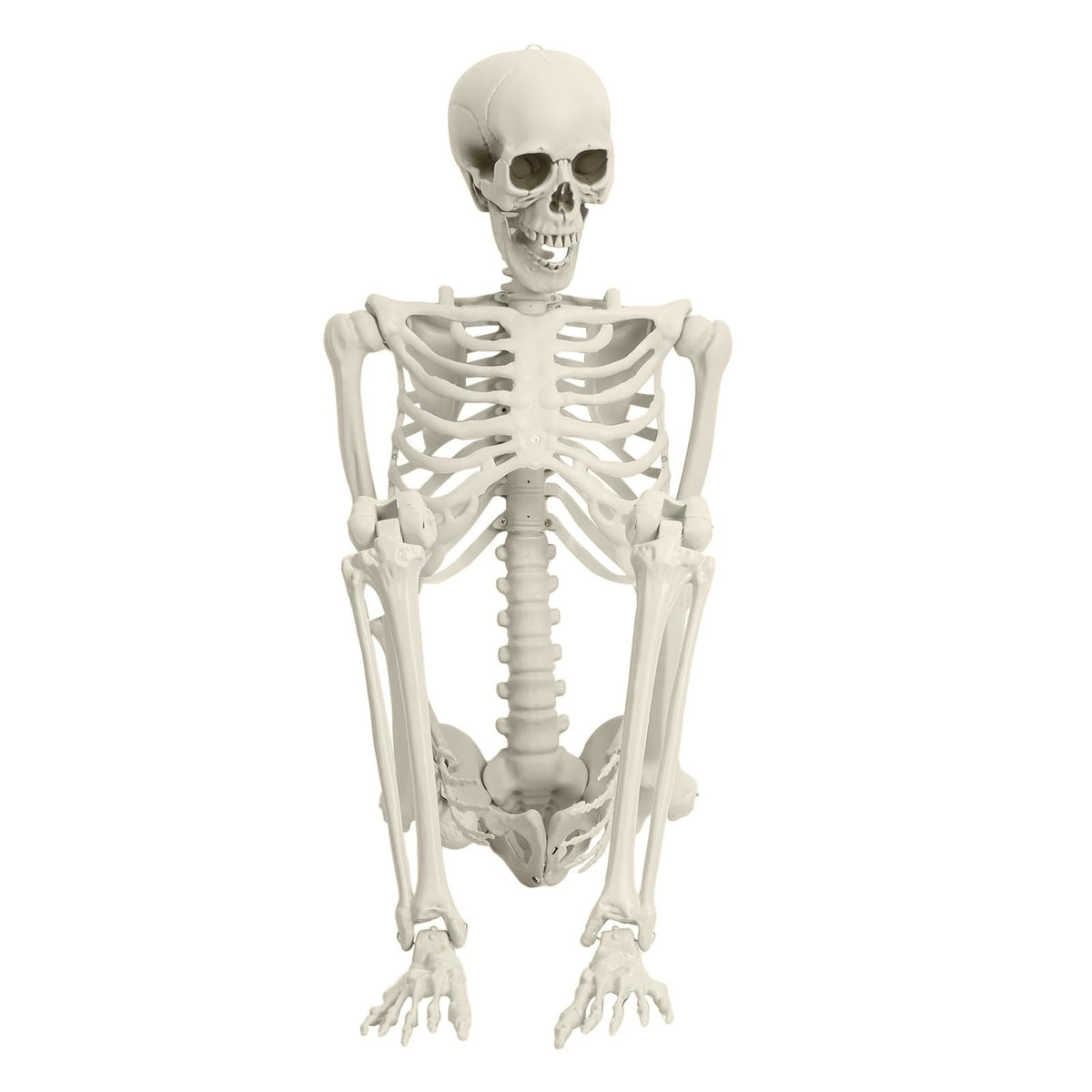 Full Size Movable Posable Skeleton Q13089