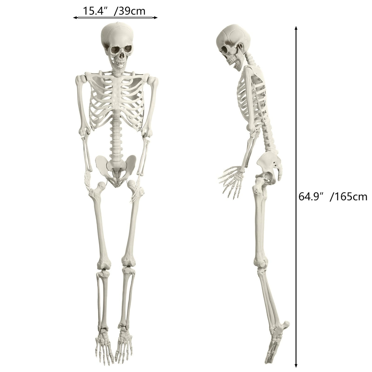 Full Size Movable Posable Skeleton Q13089