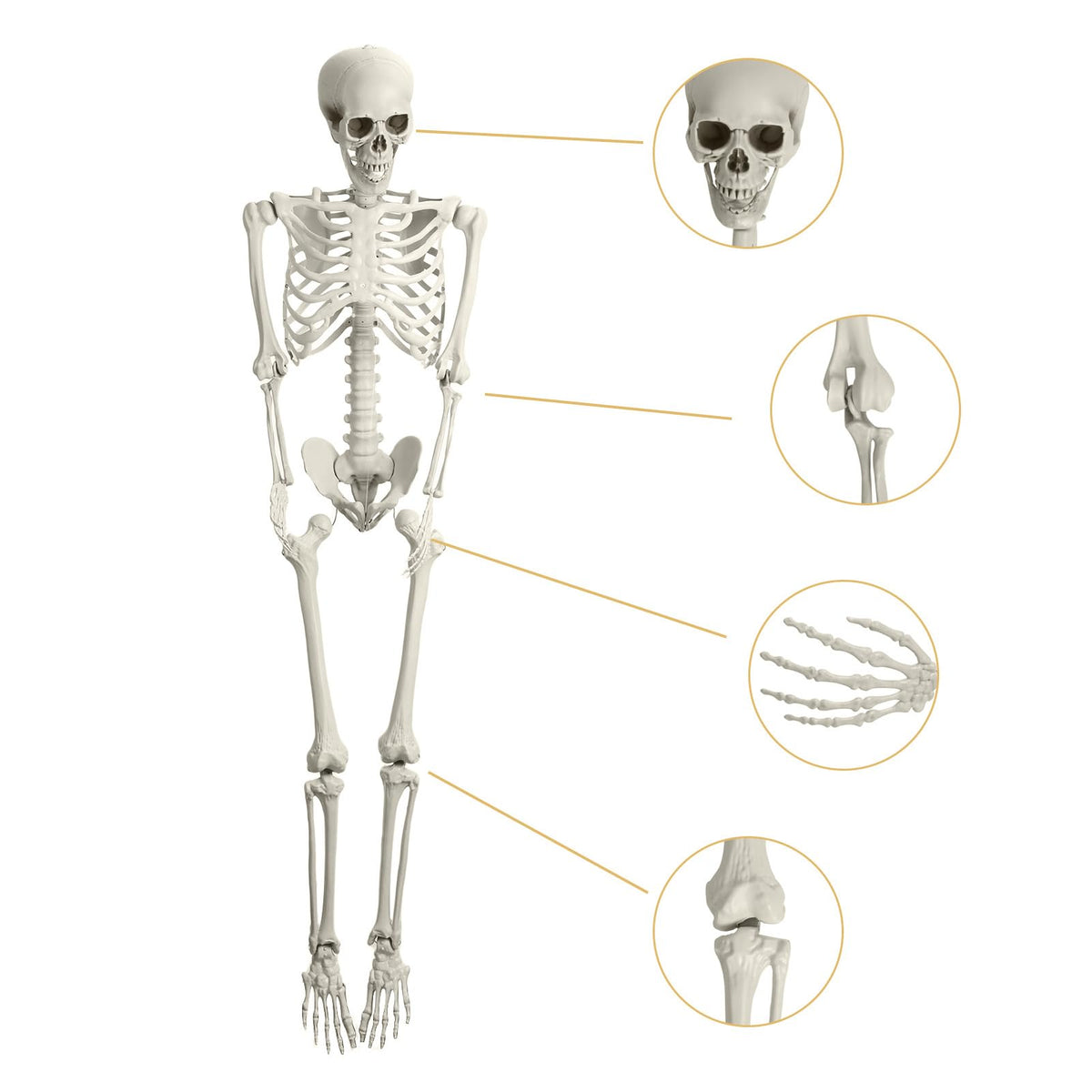 Full Size Movable Posable Skeleton Q13089