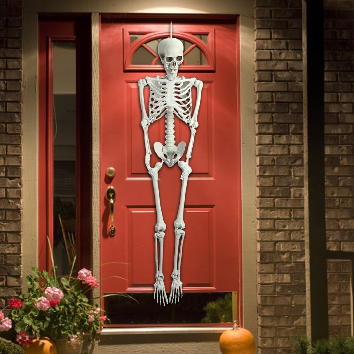 Life Size Plastic Skeleton with Movable Joints V204